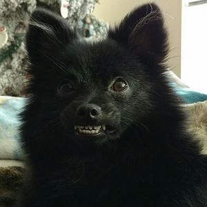 Meet your Posher, Danika